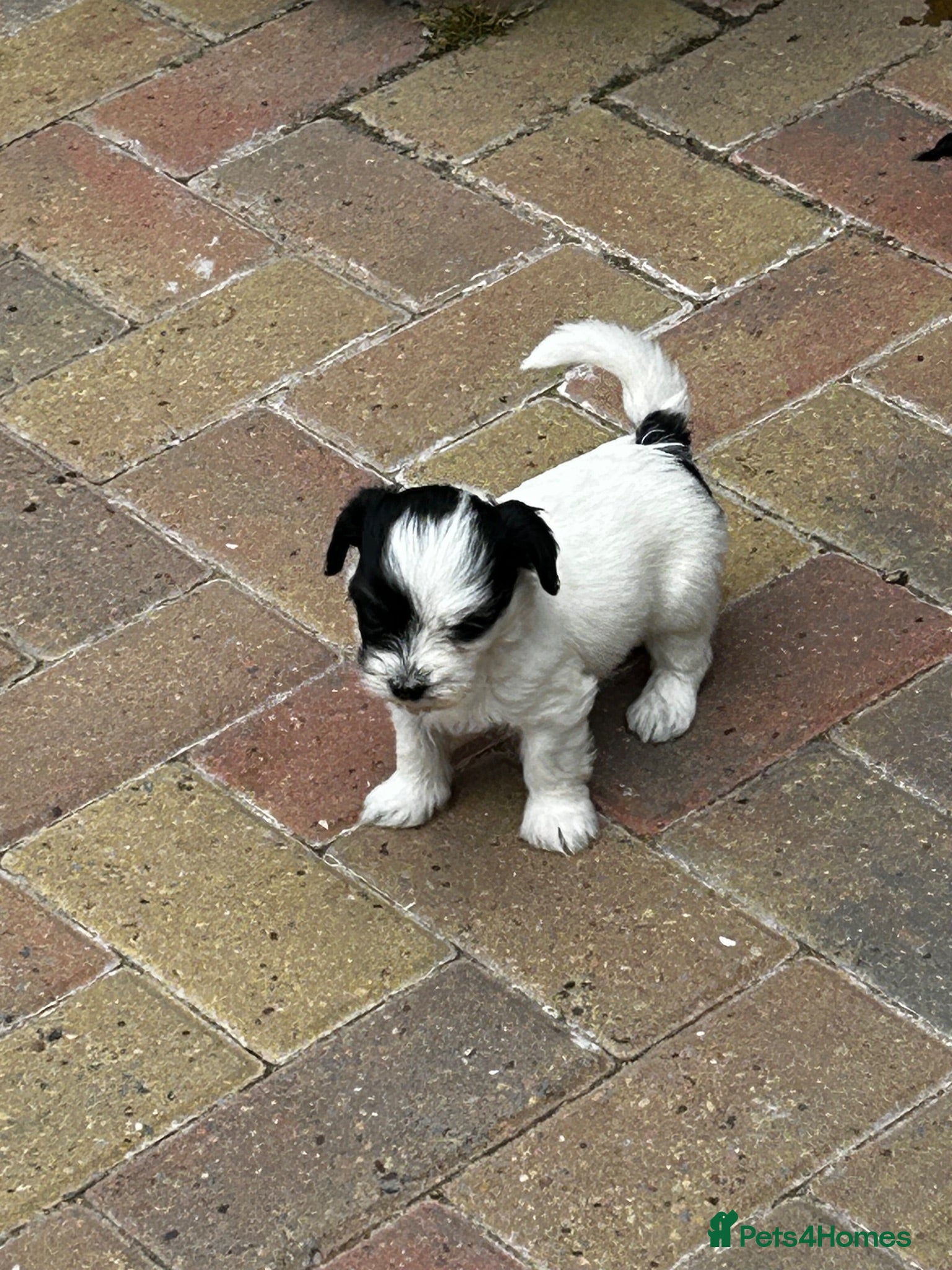 Havanese dogs Beautiful KC Registered Havanese Puppies - Advert 1