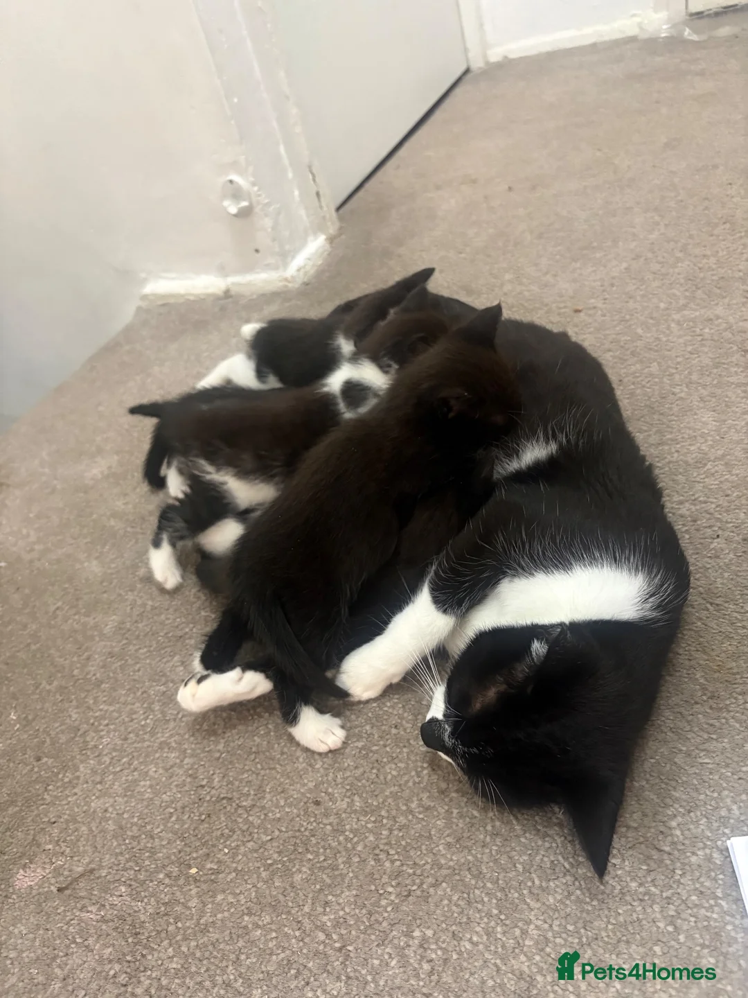 British Shorthair cats for sale: Beautiful black and white kittens ready - Advert 1