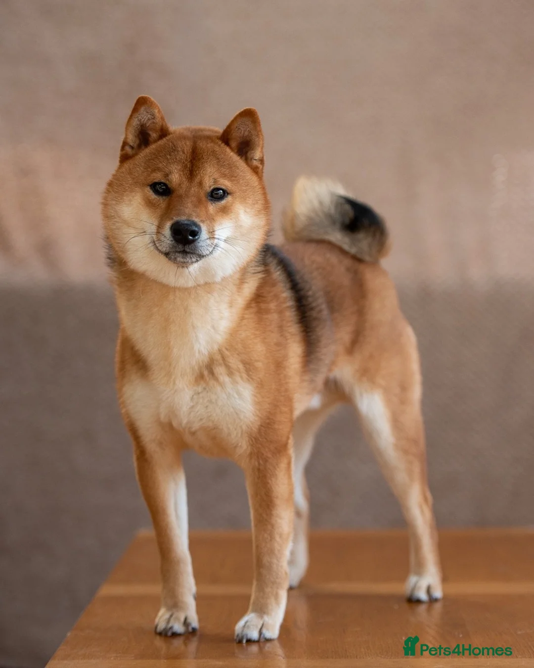 Japanese Shiba Inu dogs for sale: ❤️ Fall in Love with a Shiba Girl — Reduced Price - Advert 25