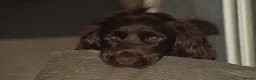 Cocker Spaniel dogs for sale: 6 year old chocolate cocker spaniel  - Advert 2