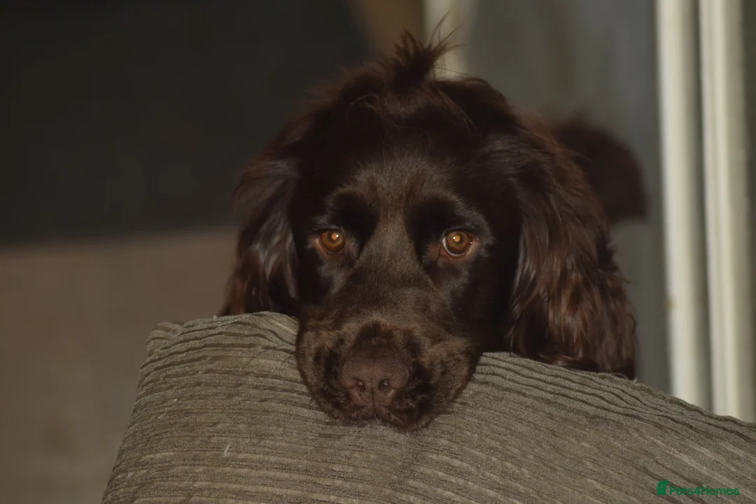Cocker Spaniel dogs for sale: 6 year old chocolate cocker spaniel  - Advert 2