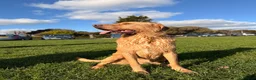Labrador Retriever dogs for sale: 3 year old Labrador retriever  in London - Advert 7