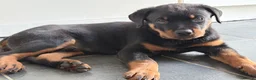 Rottweiler dogs for sale: Rottweiler puppies. 1 LEFT. READY TO GO. - Advert 2