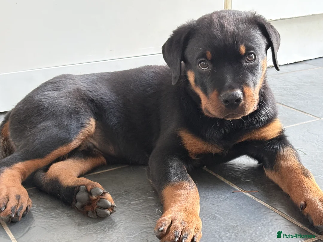 Rottweiler dogs for sale: Rottweiler puppies. 1 LEFT. READY TO GO. - Advert 2