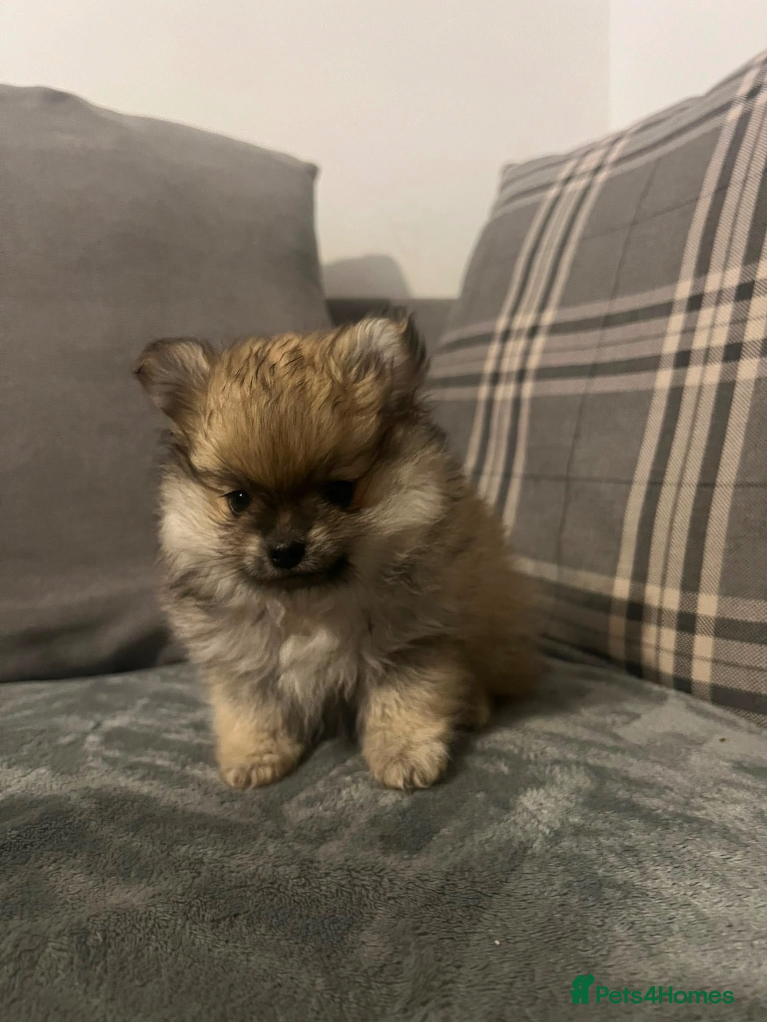 Pomeranian dogs KC registered Pomeranian boy puppy - Advert 12