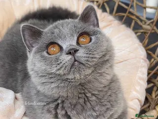 British Shorthair cats British shorthair Top Quality🏆 - Advert 1