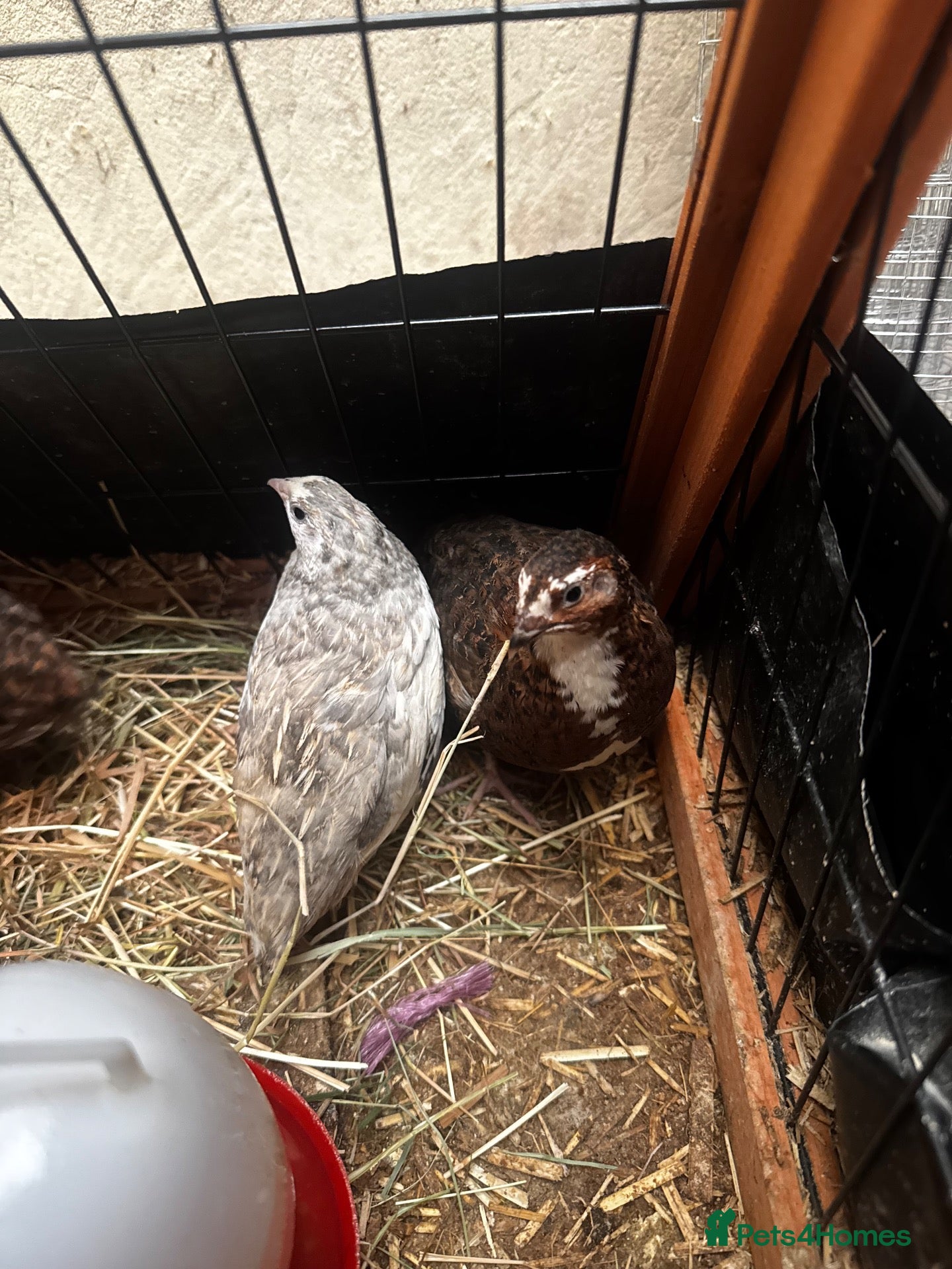 Quail poultry Sparkly Fee, Celadon & Mixed Colours Male Quail - Advert 10
