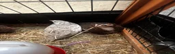Quail poultry for sale: Sparkly Fee, Celadon & Mixed Colours Male Quail - Advert 1