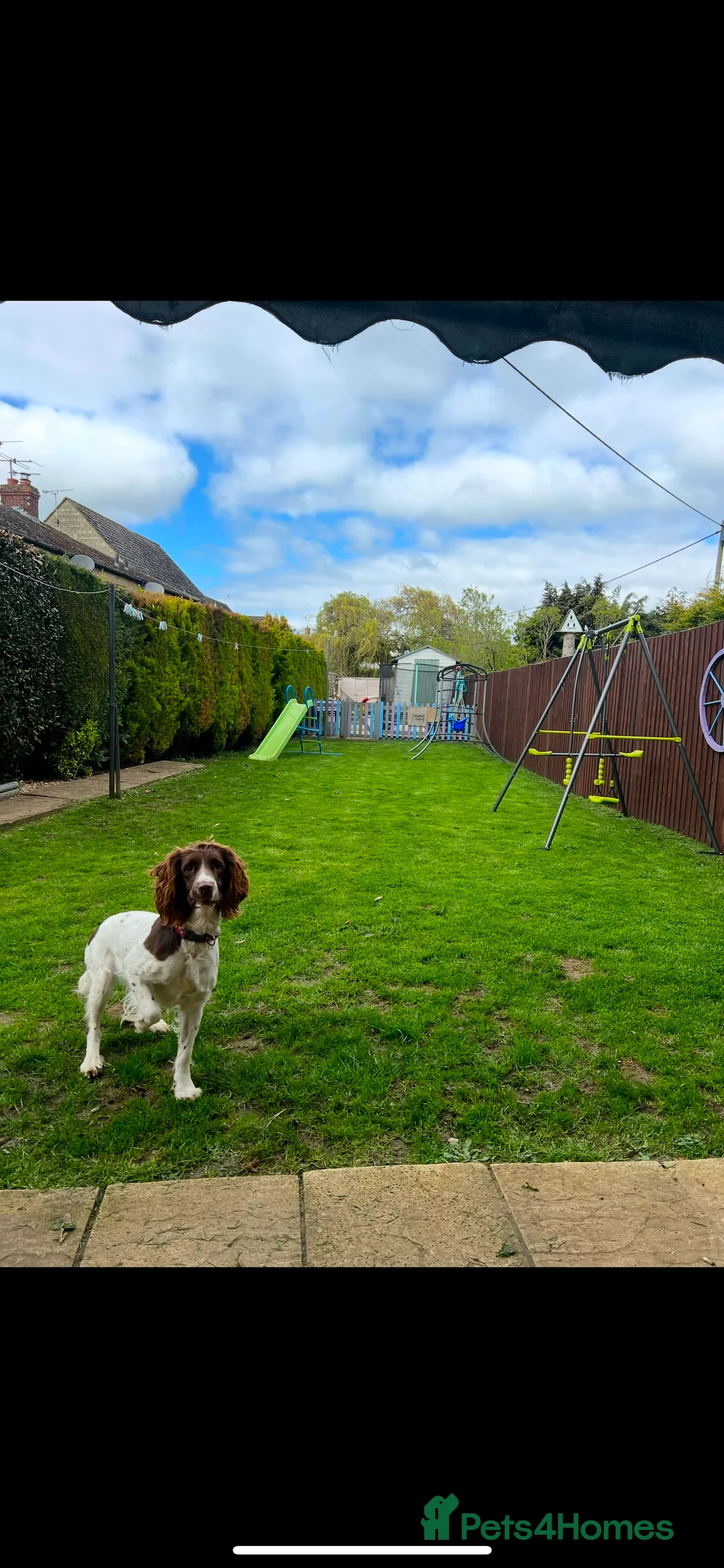 Springador dogs for sale: Springador puppies  - Advert 2