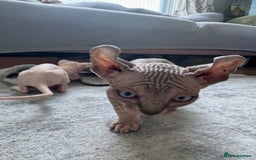 Sphynx cats for sale: Sphynx kittens - Image 3