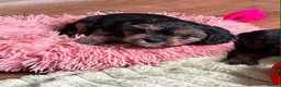 Mixed Breed dogs for sale: Cavalier x Biewer terrier  - Advert 2