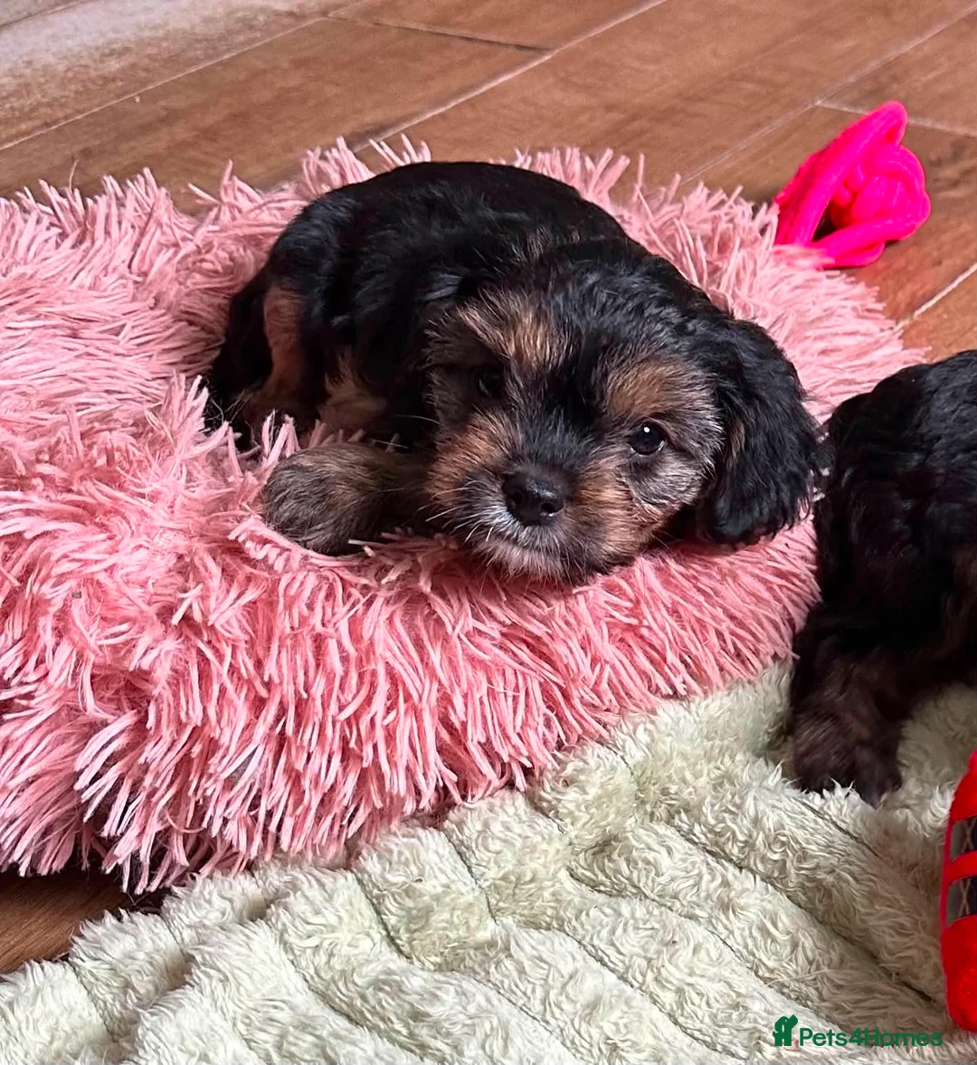 Mixed Breed dogs for sale: Cavalier x Biewer terrier  - Advert 2