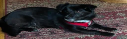 Mixed Breed dogs for adoption: Queen for adoption in Leighton Buzzard - Advert 3