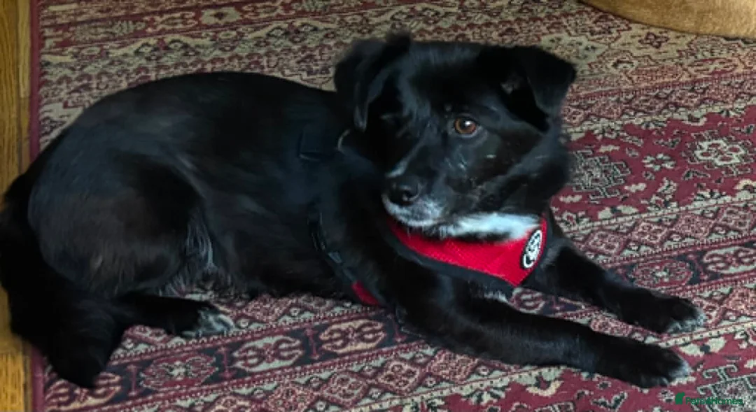 Mixed Breed dogs for adoption: Queen for adoption in Leighton Buzzard - Advert 3