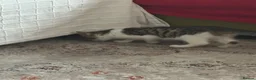 Domestic Shorthair cats for sale: Female Kitten  - Advert 3