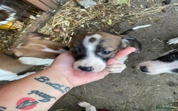 Lurcher dogs for sale: Reduced two bitches left gorgeous mix breed pups - Image 9