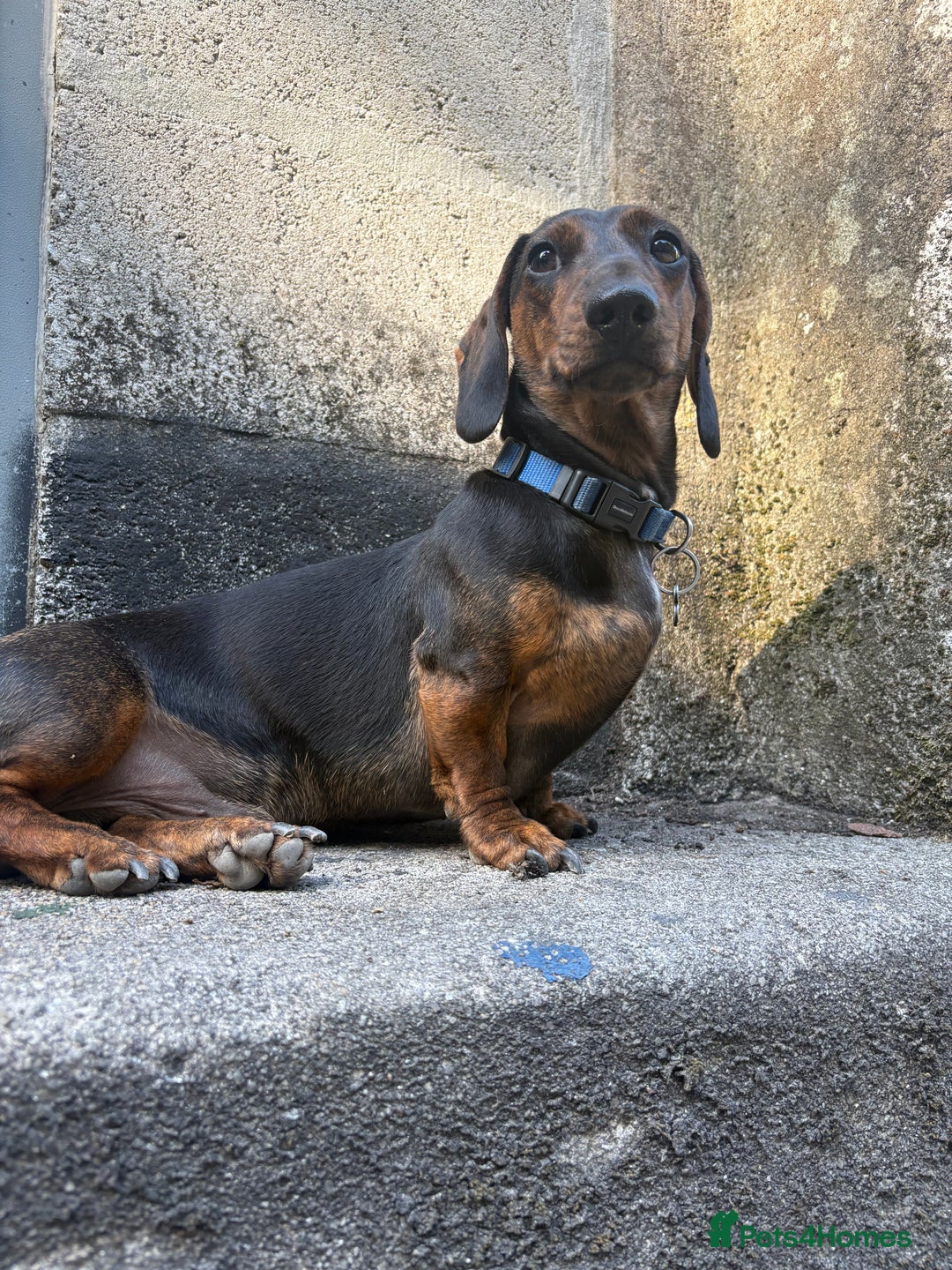 Dachshund dogs for stud: STUD - smooth haired brindle (black+tan) dachshund - Advert 5