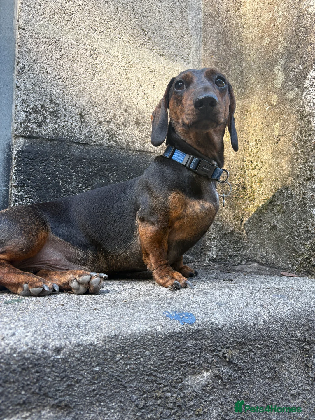 Dachshund dogs for stud: STUD - smooth haired brindle (black+tan) dachshund - Advert 5