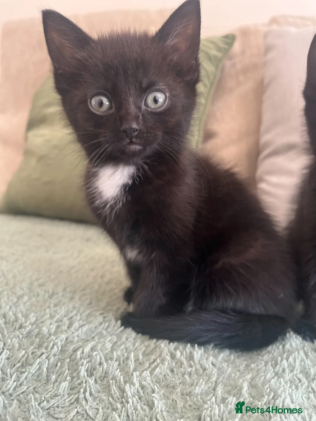 Mixed Breed cats for sale: 5 kittens available  in Wilmslow - Advert 7