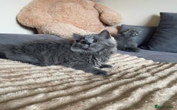 Scottish Fold cats for sale: Scottish fold Longhair - Image 14