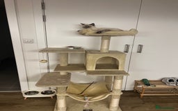 British Shorthair cats for sale: Gorgeous Cat Looking for a Loving New Home - Advert 3