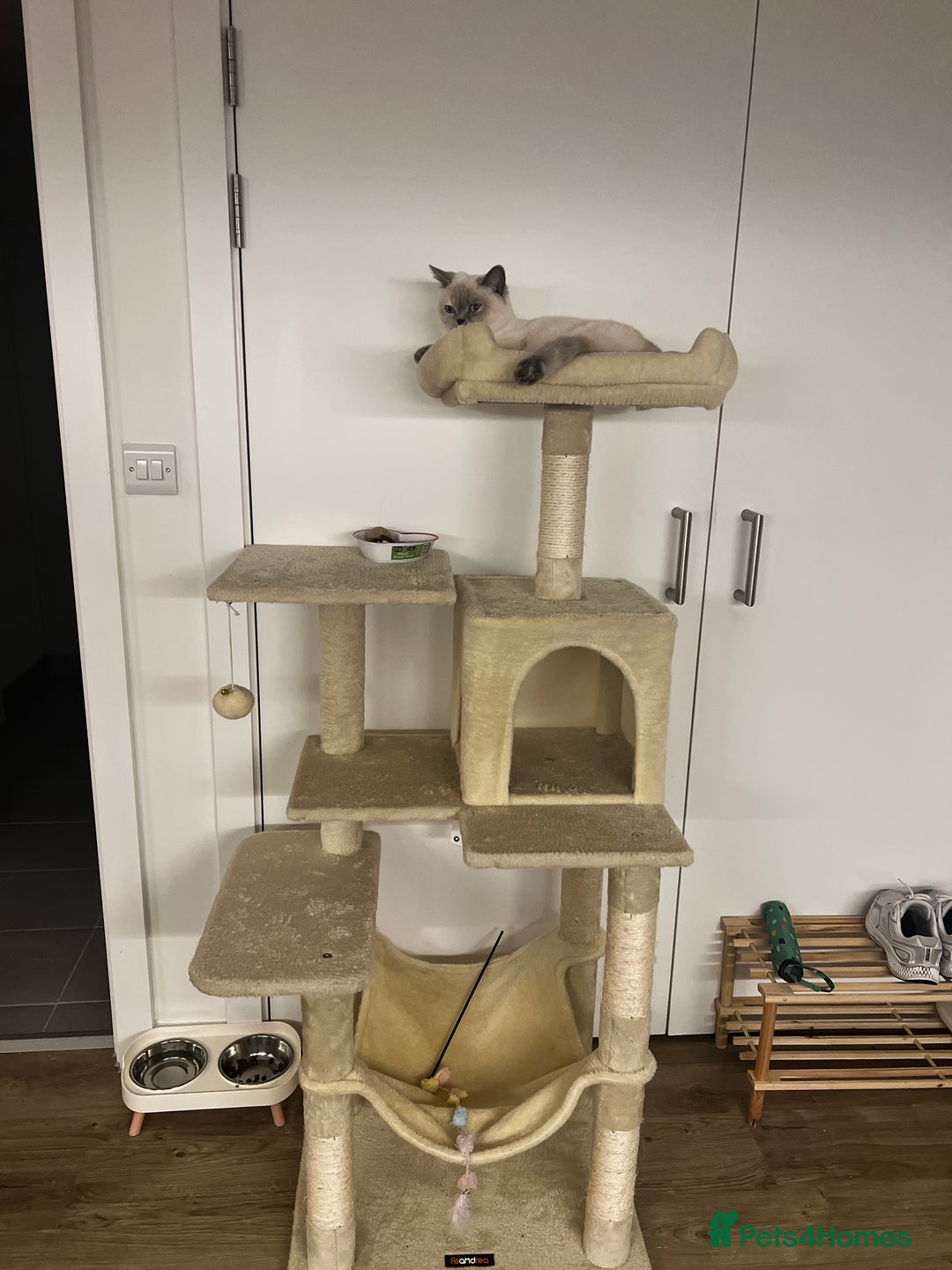 British Shorthair cats for sale: Gorgeous Cat Looking for a Loving New Home - Advert 3