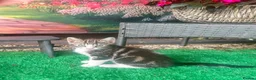 Mixed Breed cats for sale: 🐾 Playful Kittens Looking for Their Forever Homes - Advert 2