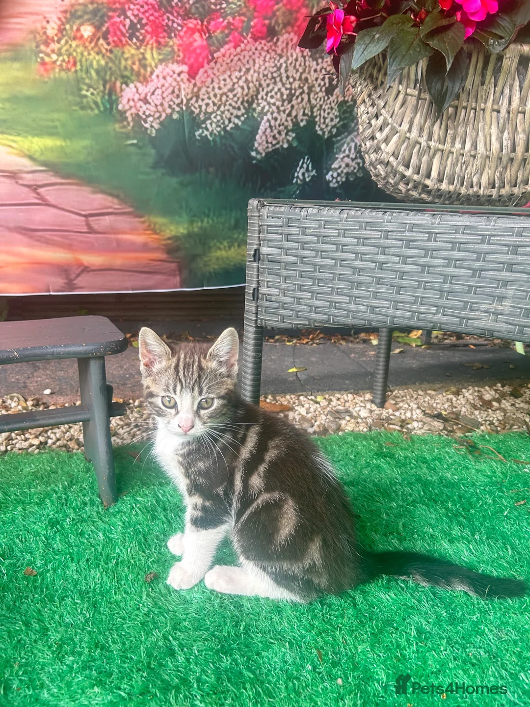 Mixed Breed cats for sale: 🐾 Playful Kittens Looking for Their Forever Homes - Advert 2