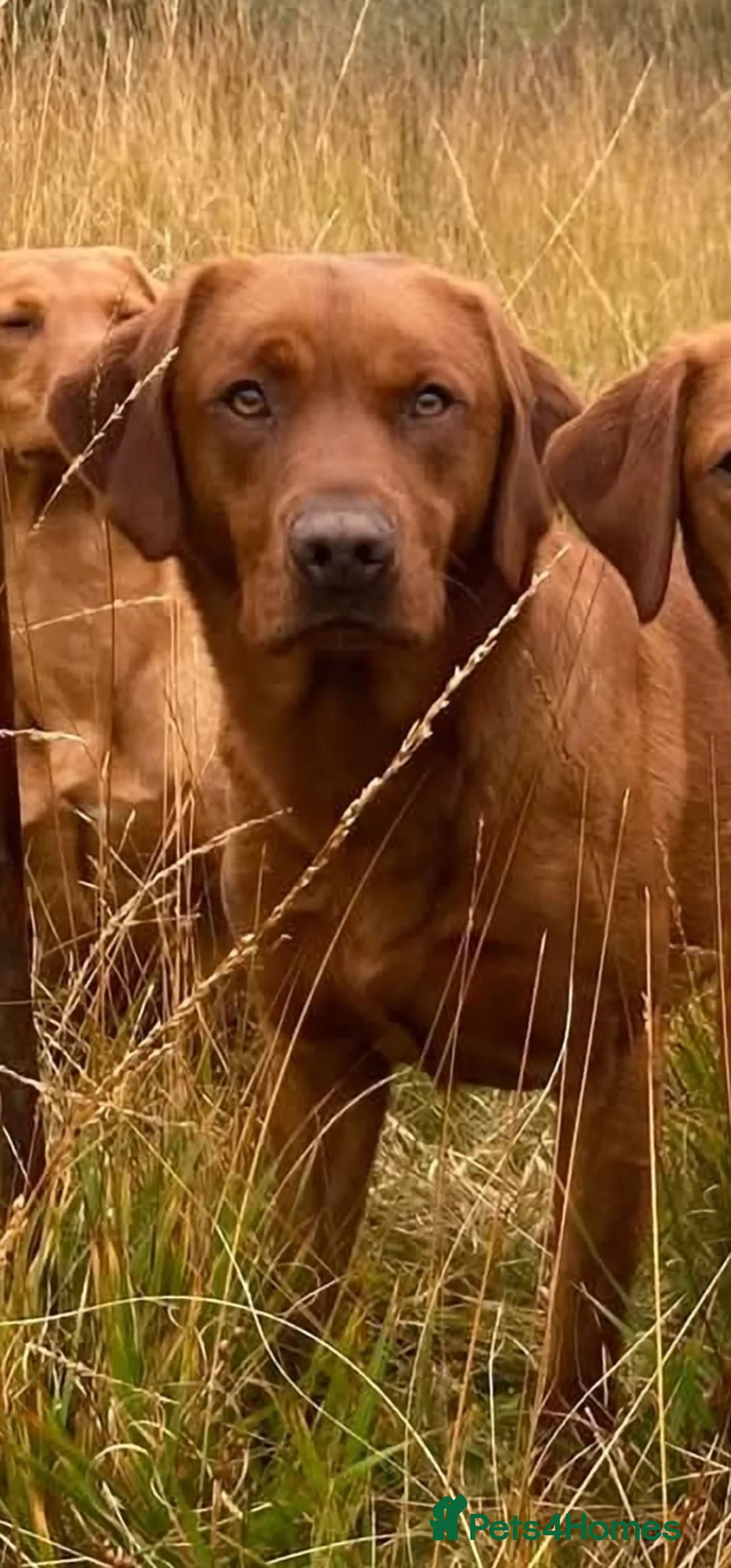 Labrador Retriever dogs for sale: Propa Fox Red lab Pups available  - Advert 6