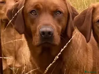Labrador Retriever dogs Working Fox Red lab Pups KC registered - Advert 14