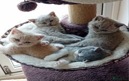 British Shorthair cats for sale: Gorgeous British short-hair kittens  - Image 18