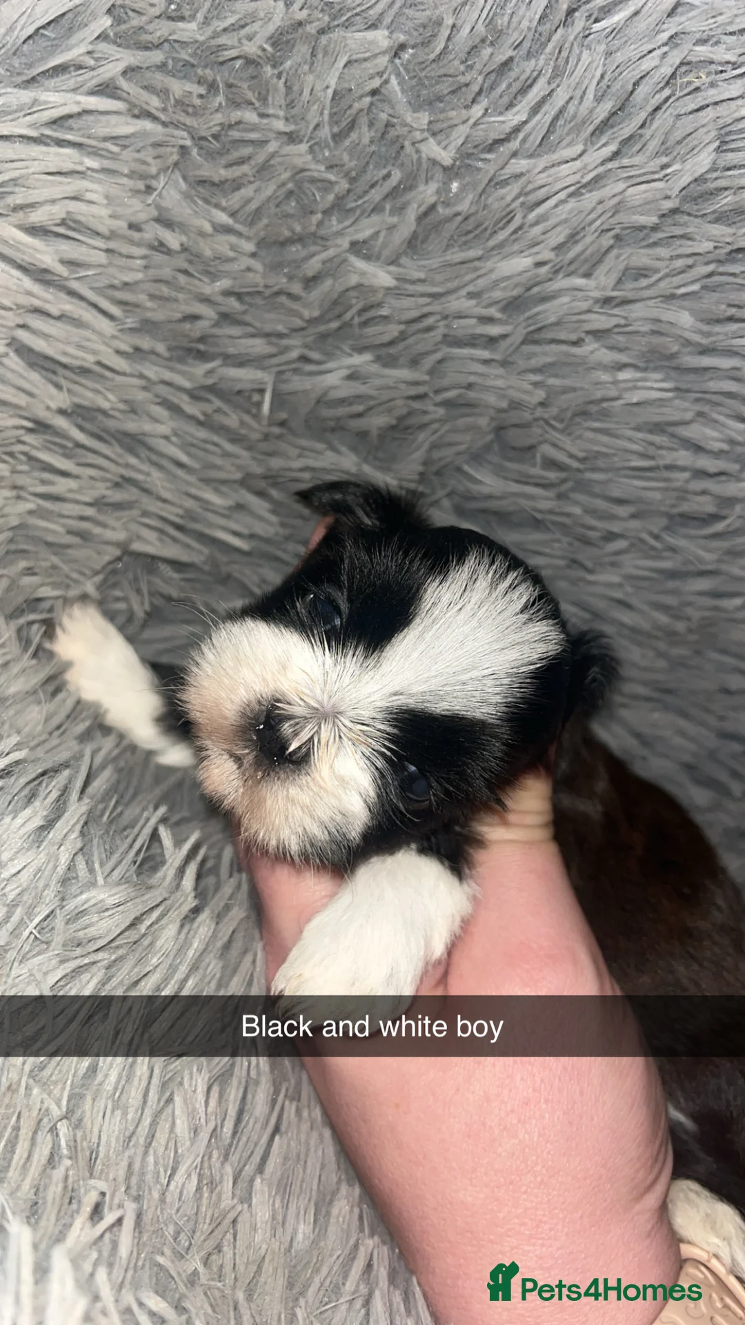 Shih Tzu dogs for sale: Shih Tzu puppies for sale  - Advert 18