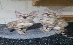 Bengal cats for sale: 🔥✨Pedigree TICA-Registered Bengals - Image 28