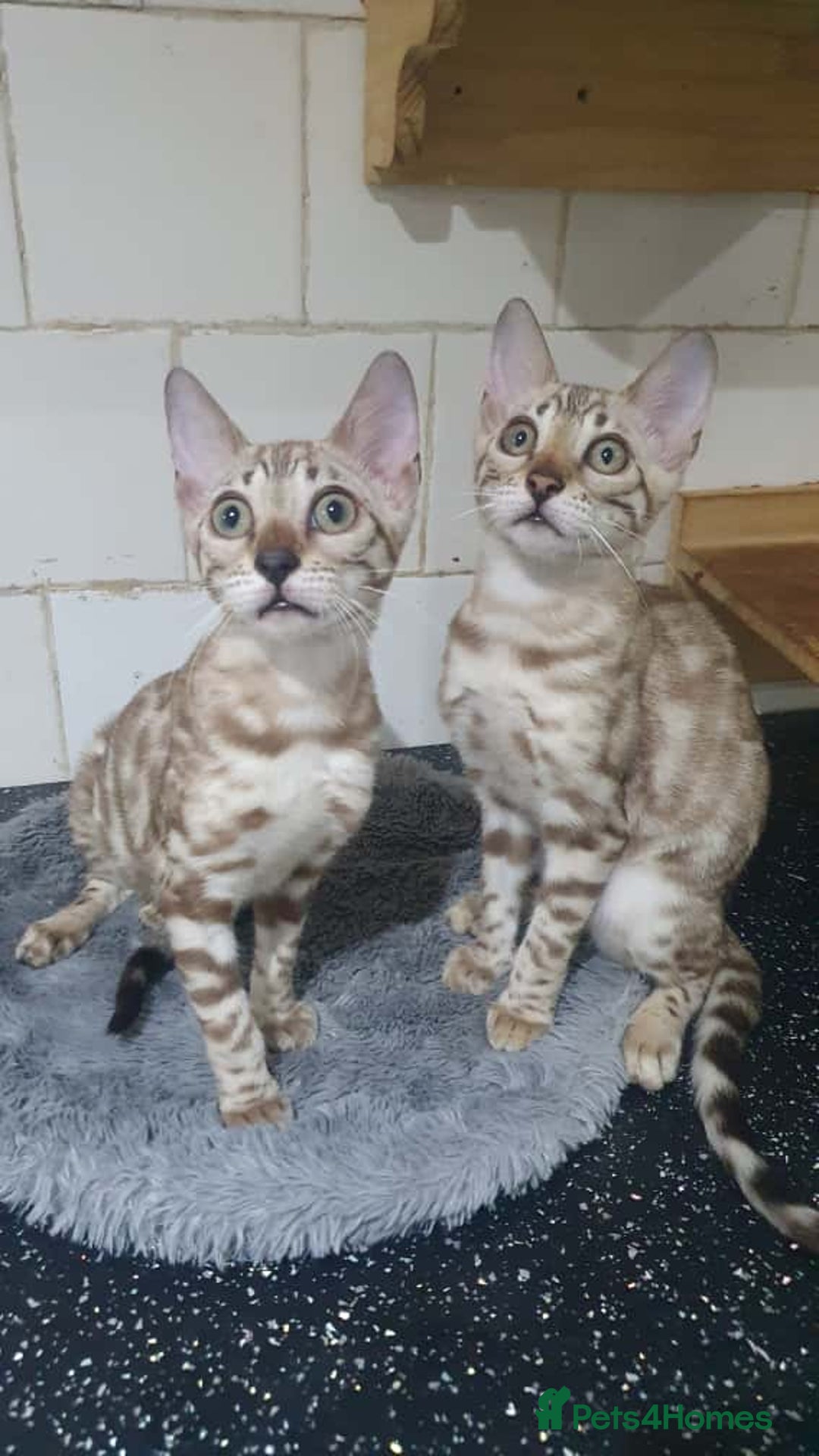 Bengal cats for sale: 🔥✨Pedigree TICA-Registered Bengals - Image 28