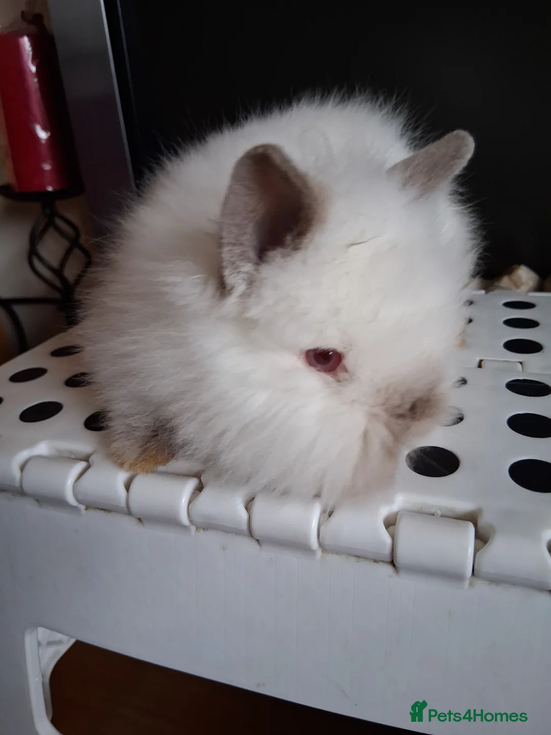 Lionhead rabbits for sale: Lionhead Baby Bunnies  - Advert 3