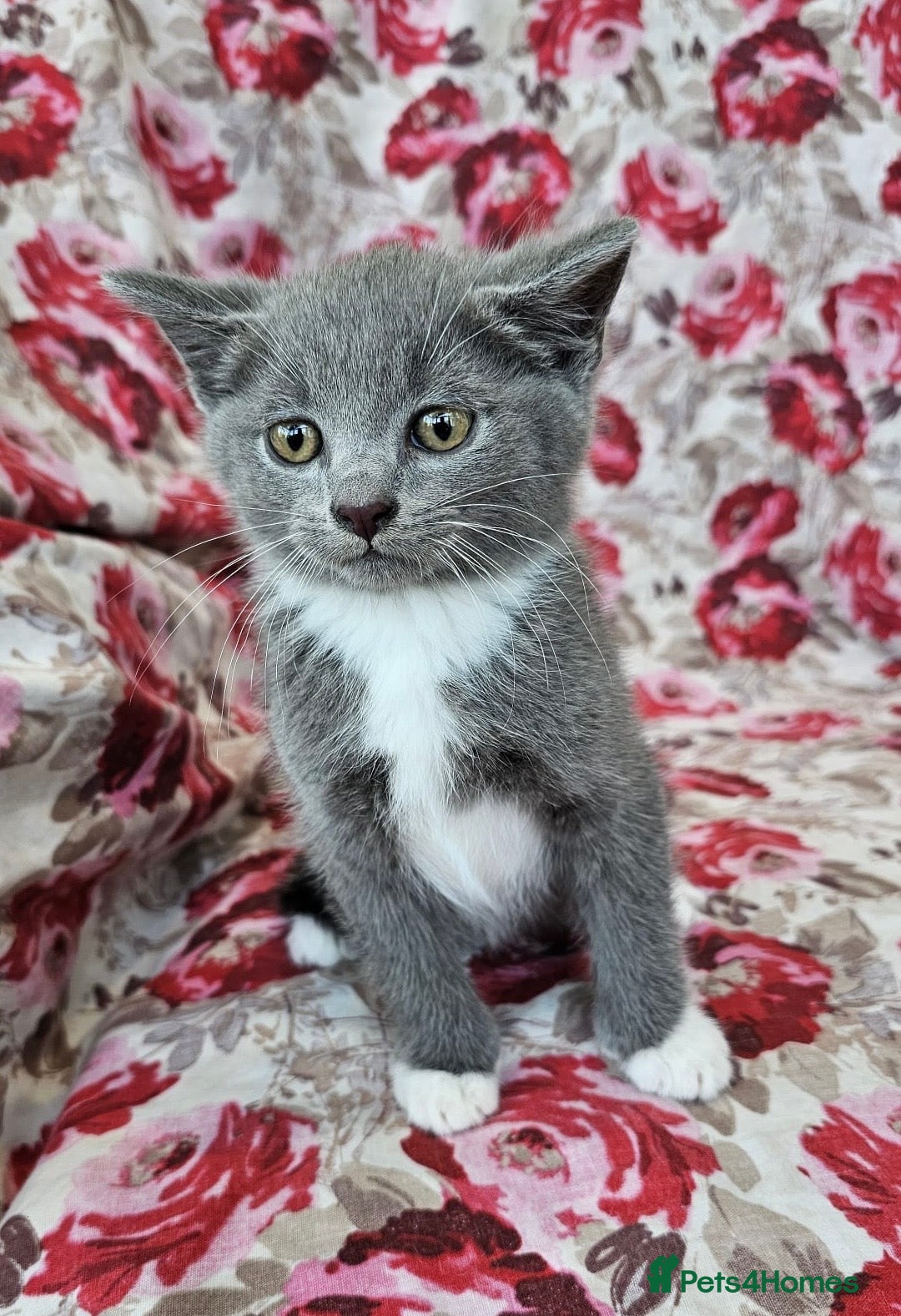 British Shorthair cats British shorthair crossed kitties  - Advert 6