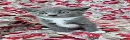British Shorthair cats for sale: British shorthair crossed kitties  - Advert 1