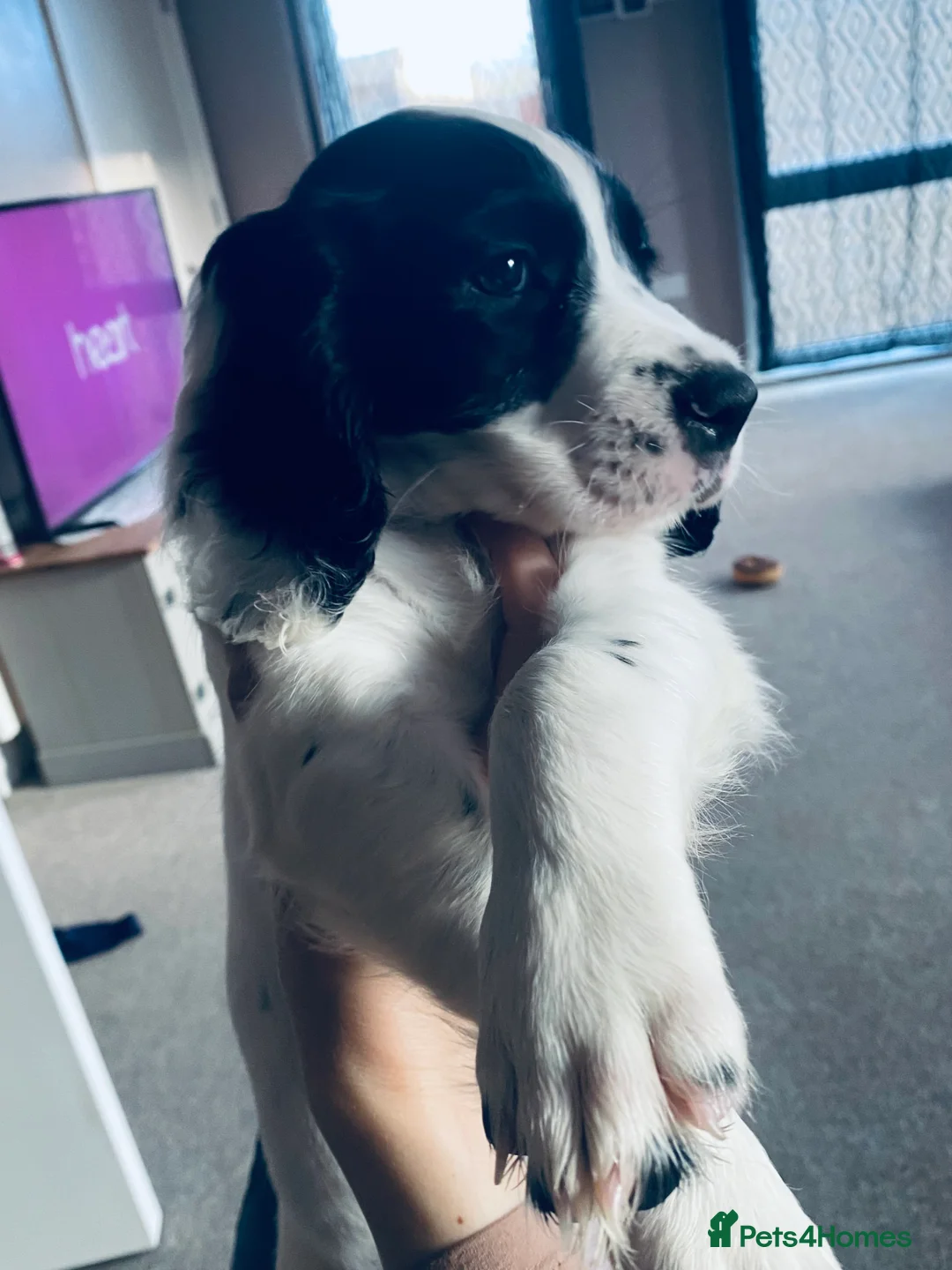 Sprocker dogs for sale: Sprocker spaniel  - Advert 10