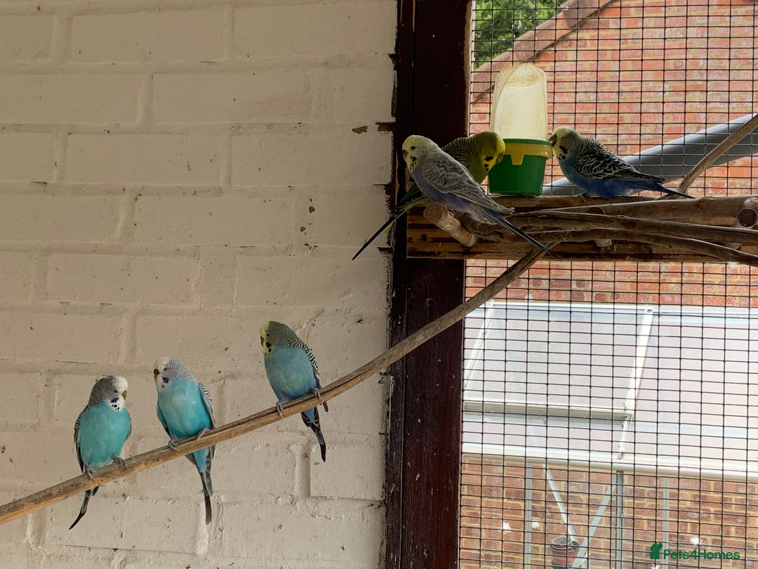 Budgerigars birds for sale: budgies - Image 4
