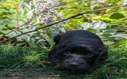 Field Spaniel dogs for sale: Rare and vulnerable Field Spaniel puppies LAST FEW - Image 17