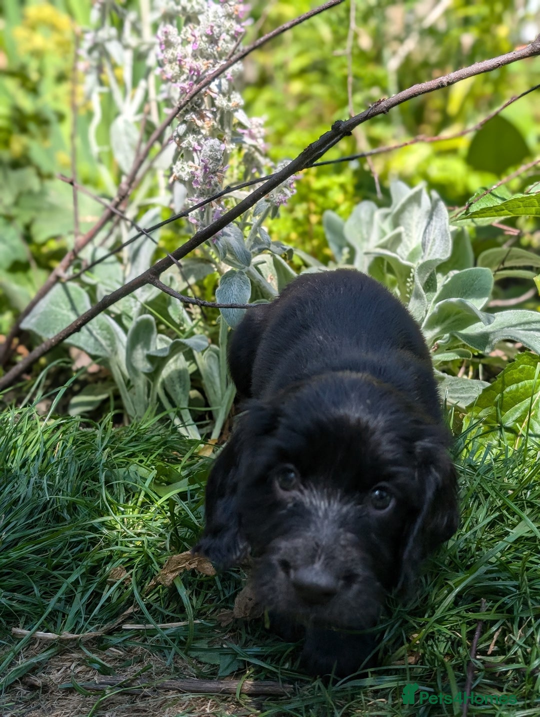 Field Spaniel dogs for sale: Rare and vulnerable Field Spaniel puppies LAST FEW - Image 17