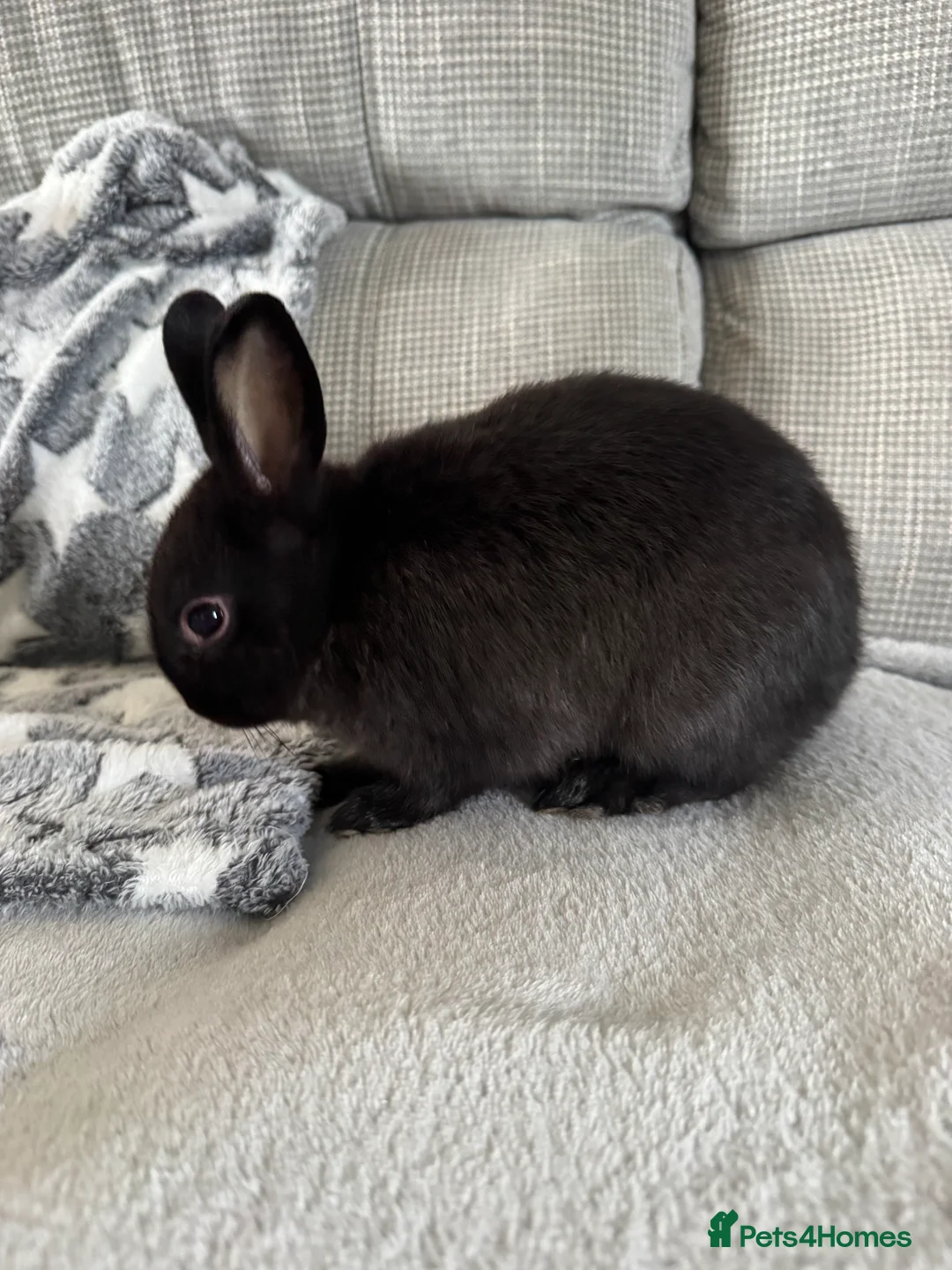 Netherland Dwarf rabbits for sale: Male netherland dwarf - Advert 1