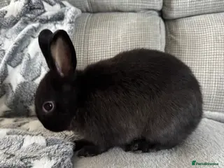 Netherland Dwarf rabbits Male netherland dwarf - Advert 1