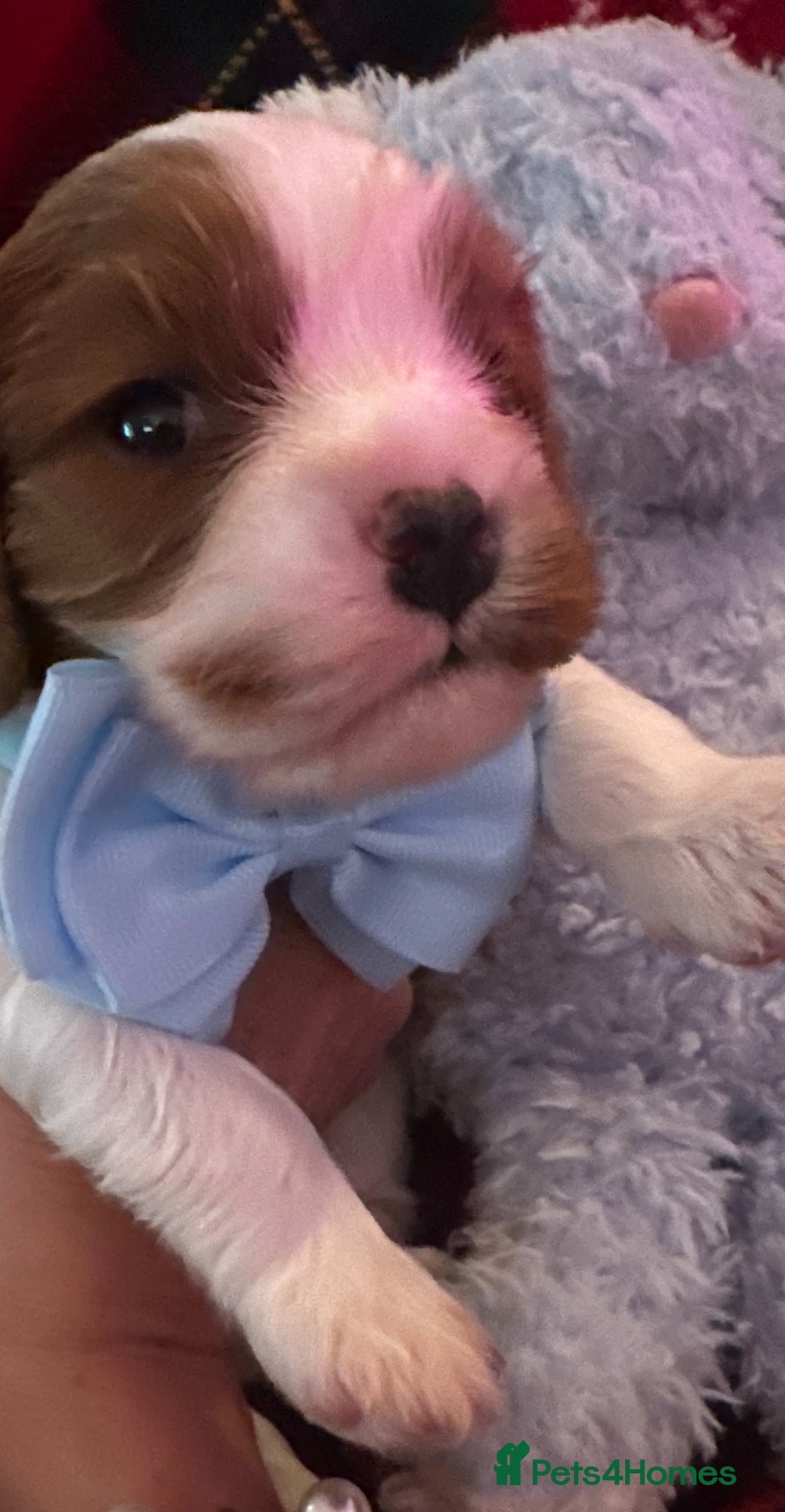 Cavalier King Charles Spaniel dogs for sale: King Charles Cavalier Puppy Champion Stud  - Advert 3