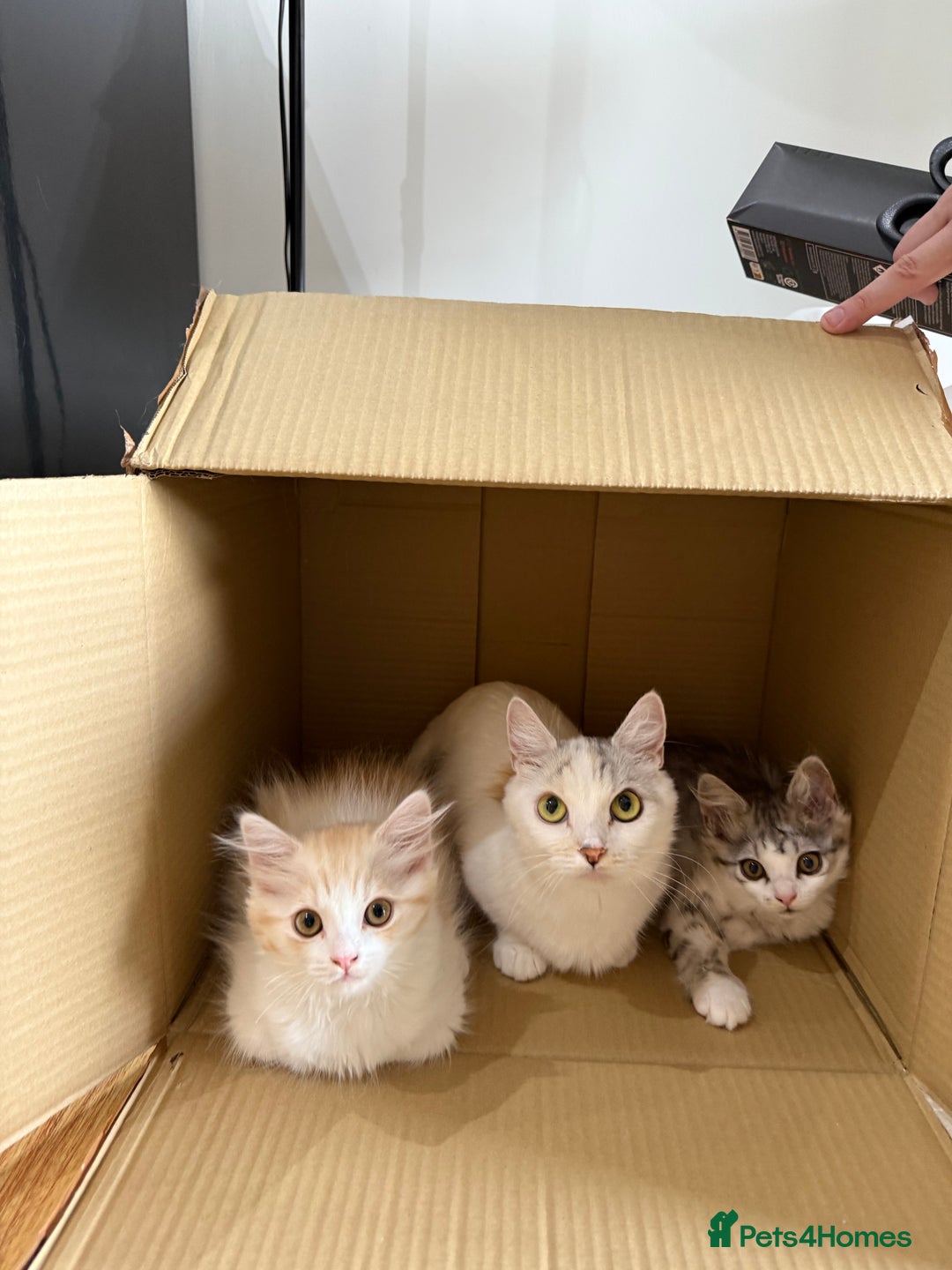 Munchkin cats for sale: ⭐️⭐️-3x TICA Munchkins - Super Short Legs-⭐️⭐️  - Image 32