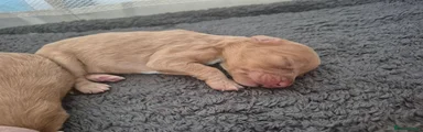 Cockapoo 1