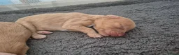 Cockapoo dogs for sale: Beautiful pups 🐶  - Advert 18