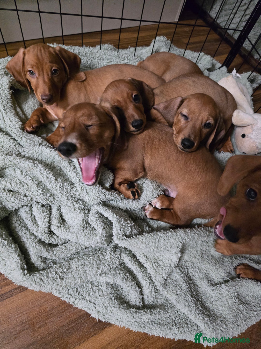 Dachshund dogs for sale: Full Minature dachsund puppies  - Advert 3