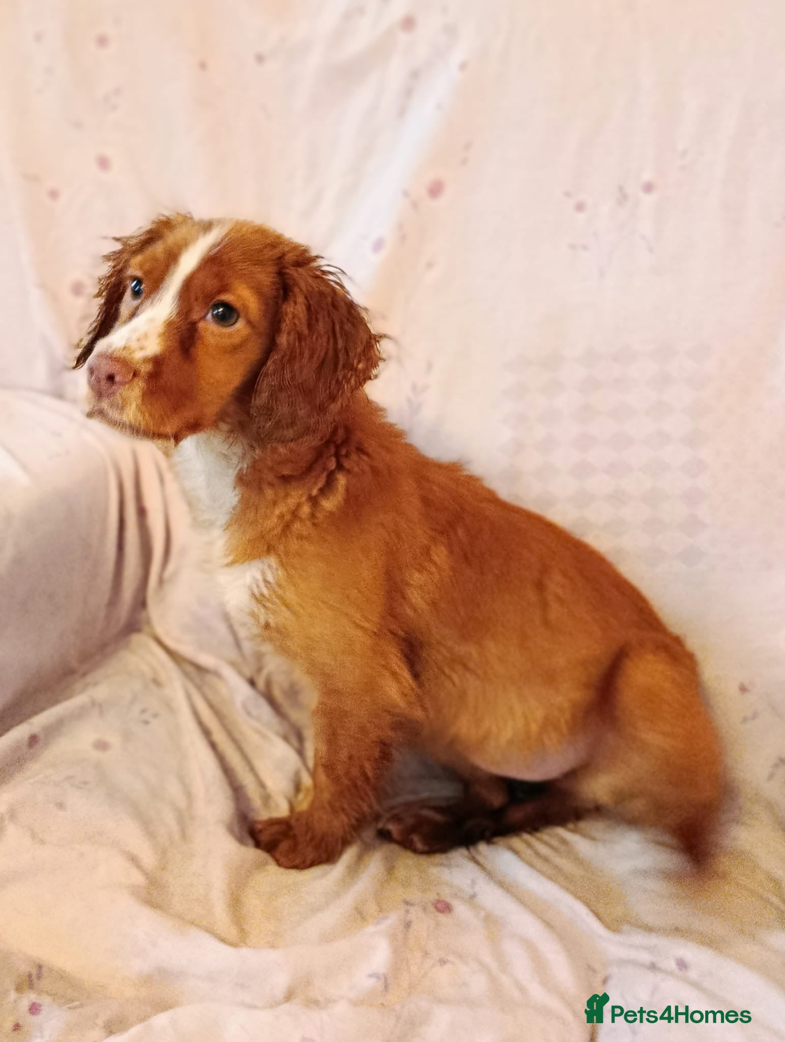 Cocker Spaniel dogs MABEL READY NOW FULLY VAX WORKING COCKER SPANIELS - Advert 7