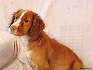 Cocker Spaniel dogs MABEL READY NOW FULLY VAX WORKING COCKER SPANIELS - Advert 7